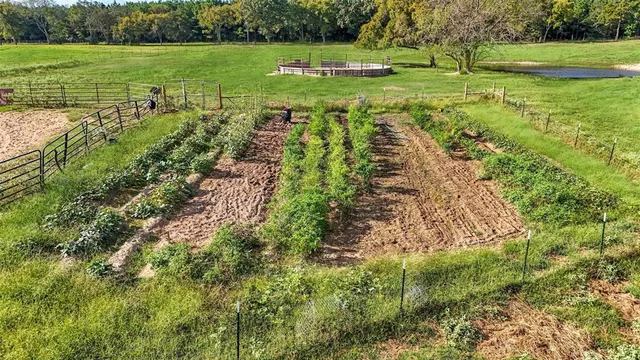 a view of a park with large trees