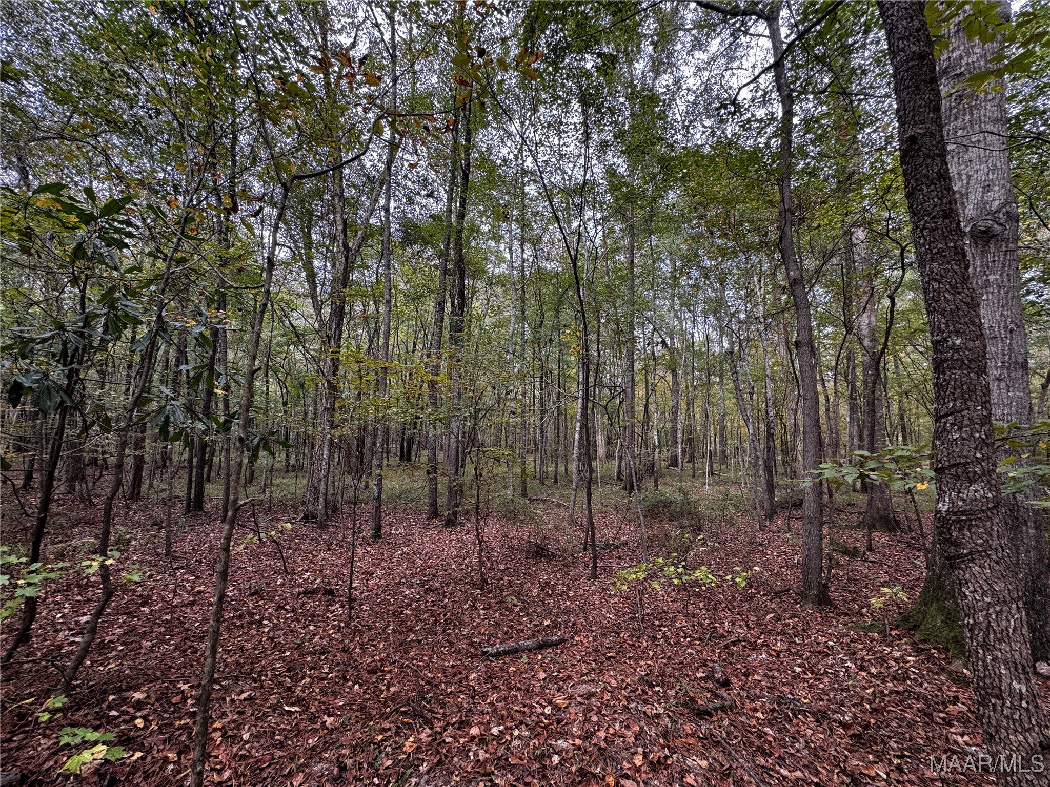 0 Coon Hop Road Hardaway, AL 36039 - Photo 55 of 67 Gallery Image 55