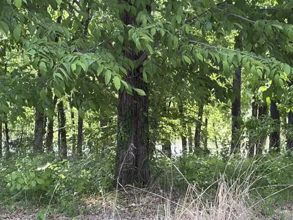 a view of a forest