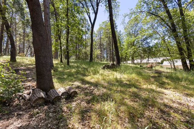 a view of a tree in a yard