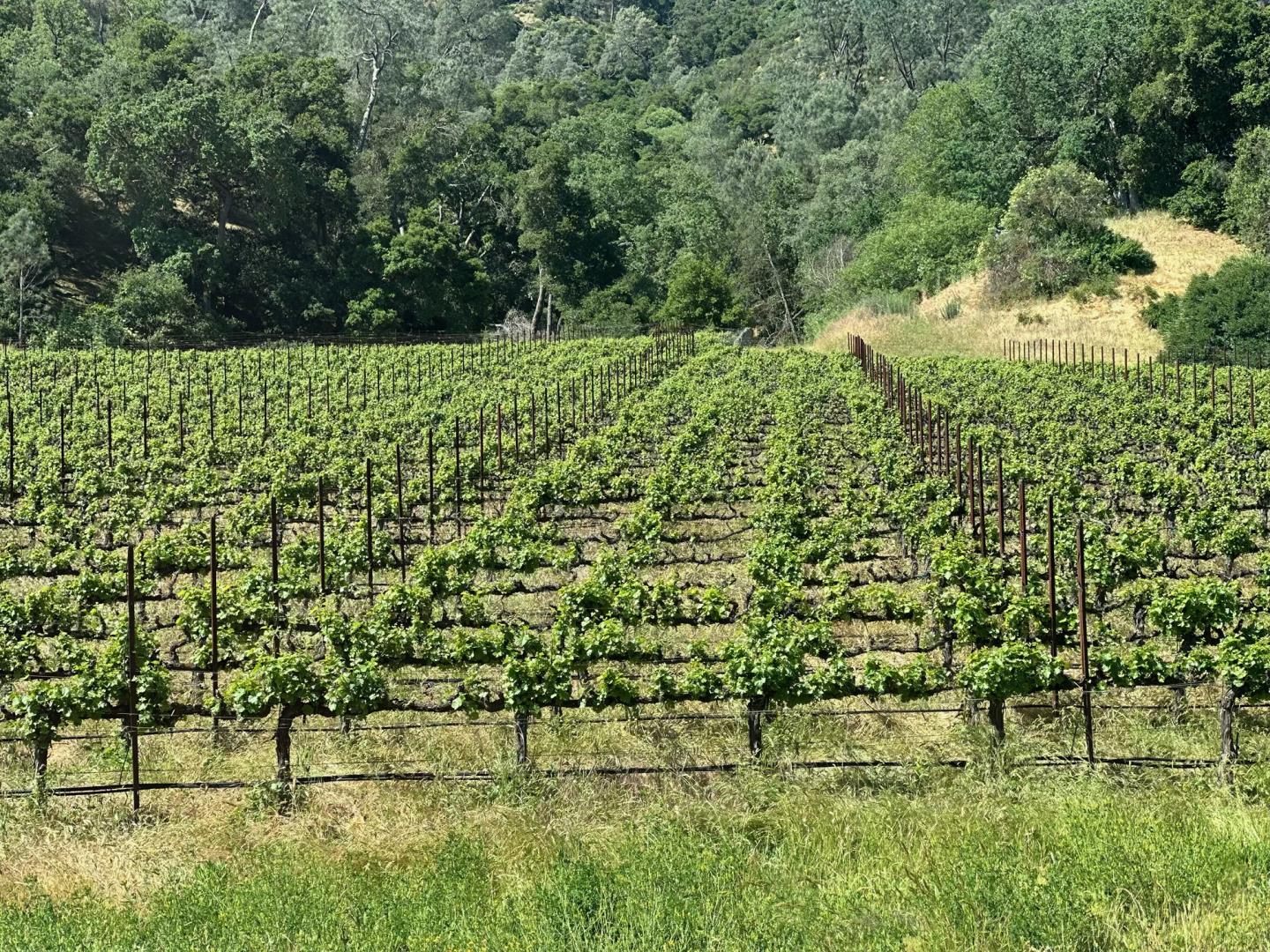 13160 Cienega Road Hollister, CA 95023 - Photo 21 of 25 a view of a bunch of trees and bushes