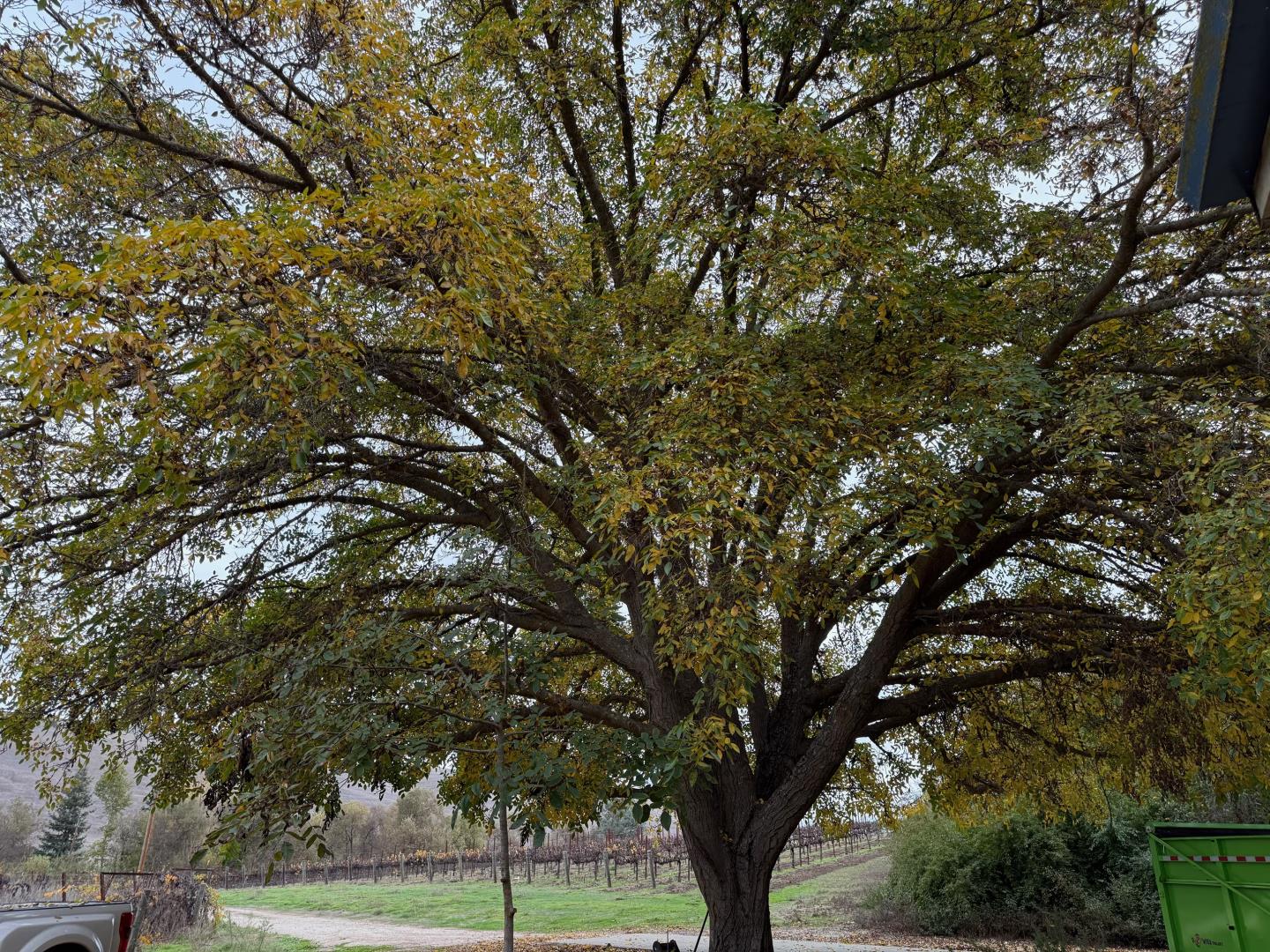 13160 Cienega Road Hollister, CA 95023 - Photo 22 of 25 a tree in the middle of a field
