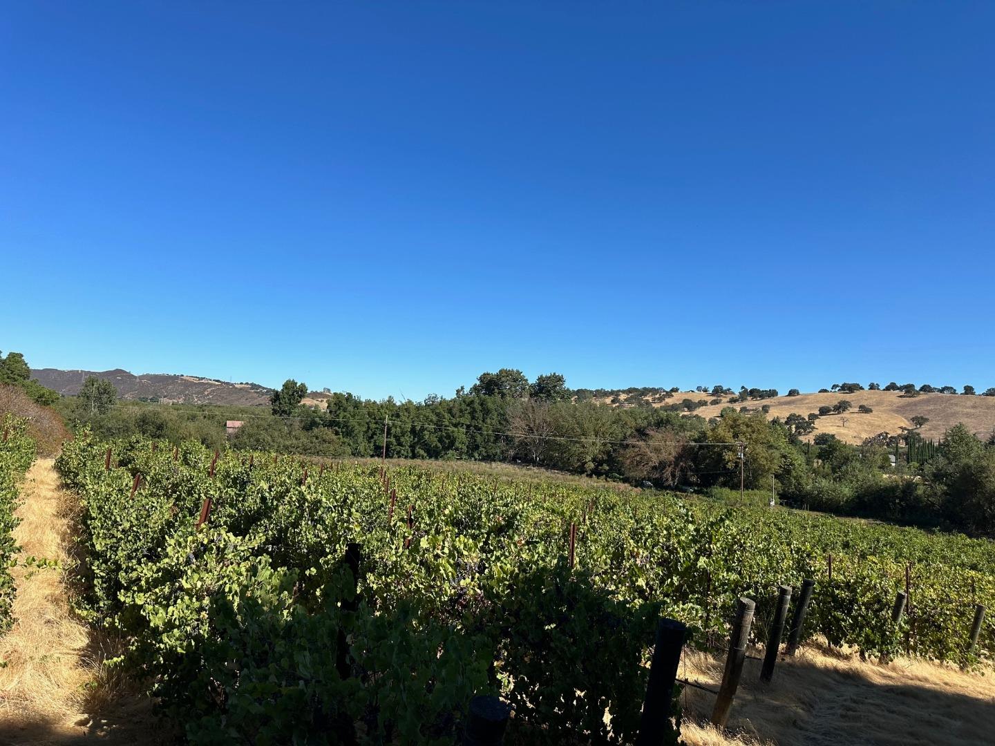 13160 Cienega Road Hollister, CA 95023 - Photo 5 of 25 a view of a large trees with green field