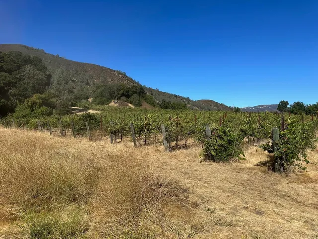 a view of a bunch of flowers