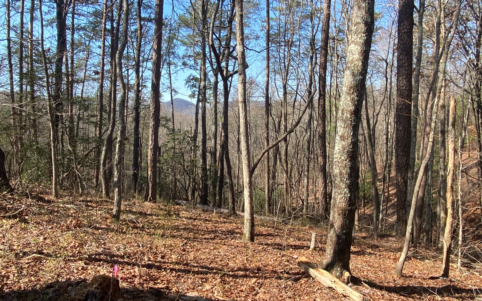 Lot19 Cohutta Overlook Trail Blue Ridge, GA 30513 - Photo 4 of 4 Additional View