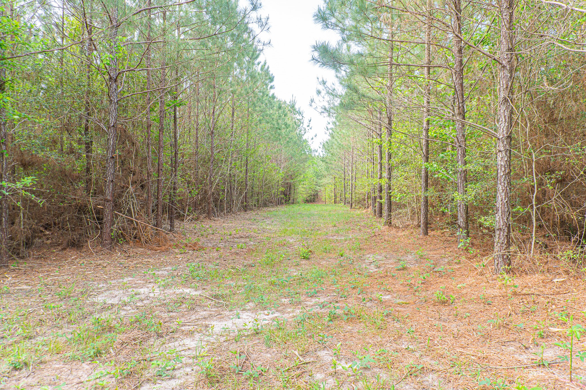 29 Fm 705 Broaddus, TX 75929 - Photo 6 of 7