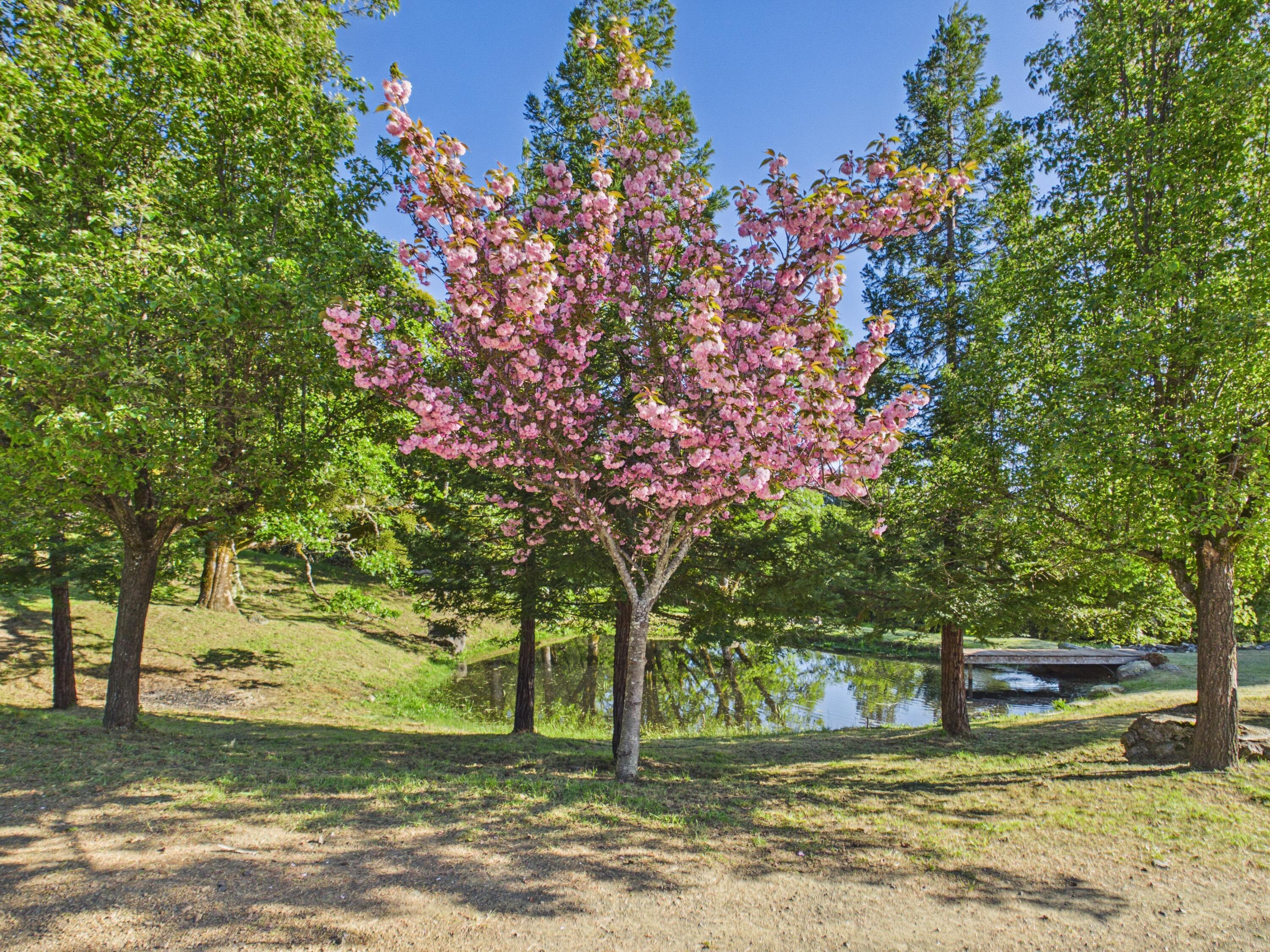 230 Homestead Road Garberville, CA 95542 - Photo 49 of 63