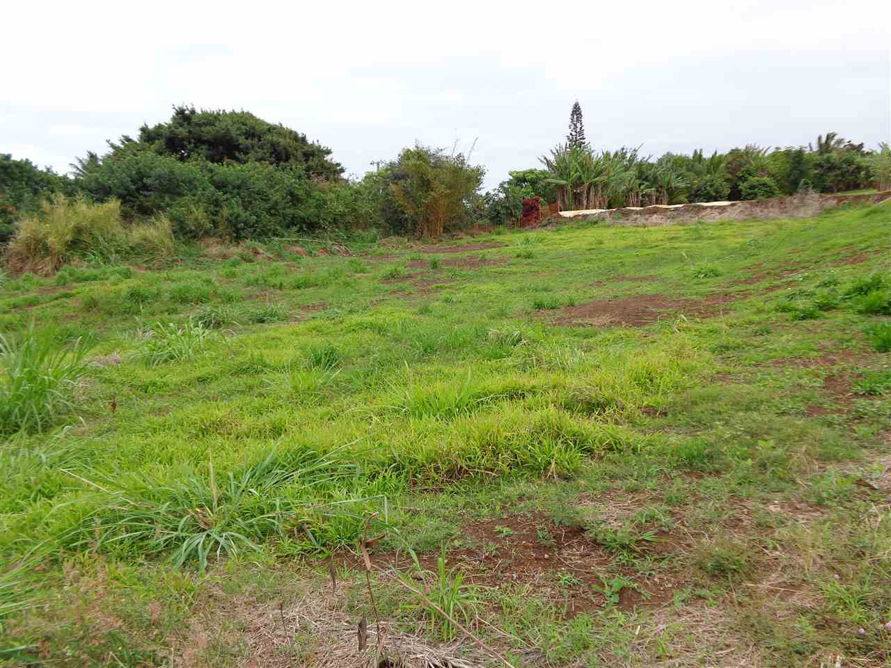 115 Pauwela Road, Unit 3 Haiku, HI 96708 - Photo 3 of 5 a view of a lush green space