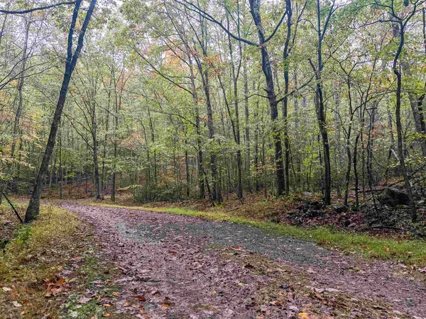 a view of a dry yard in a forest