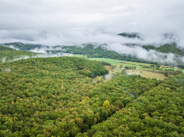 a view of a forest filled with trees