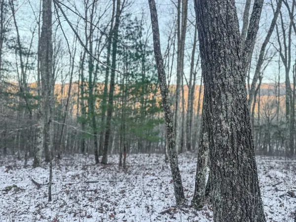 a view of a forest with trees in the background
