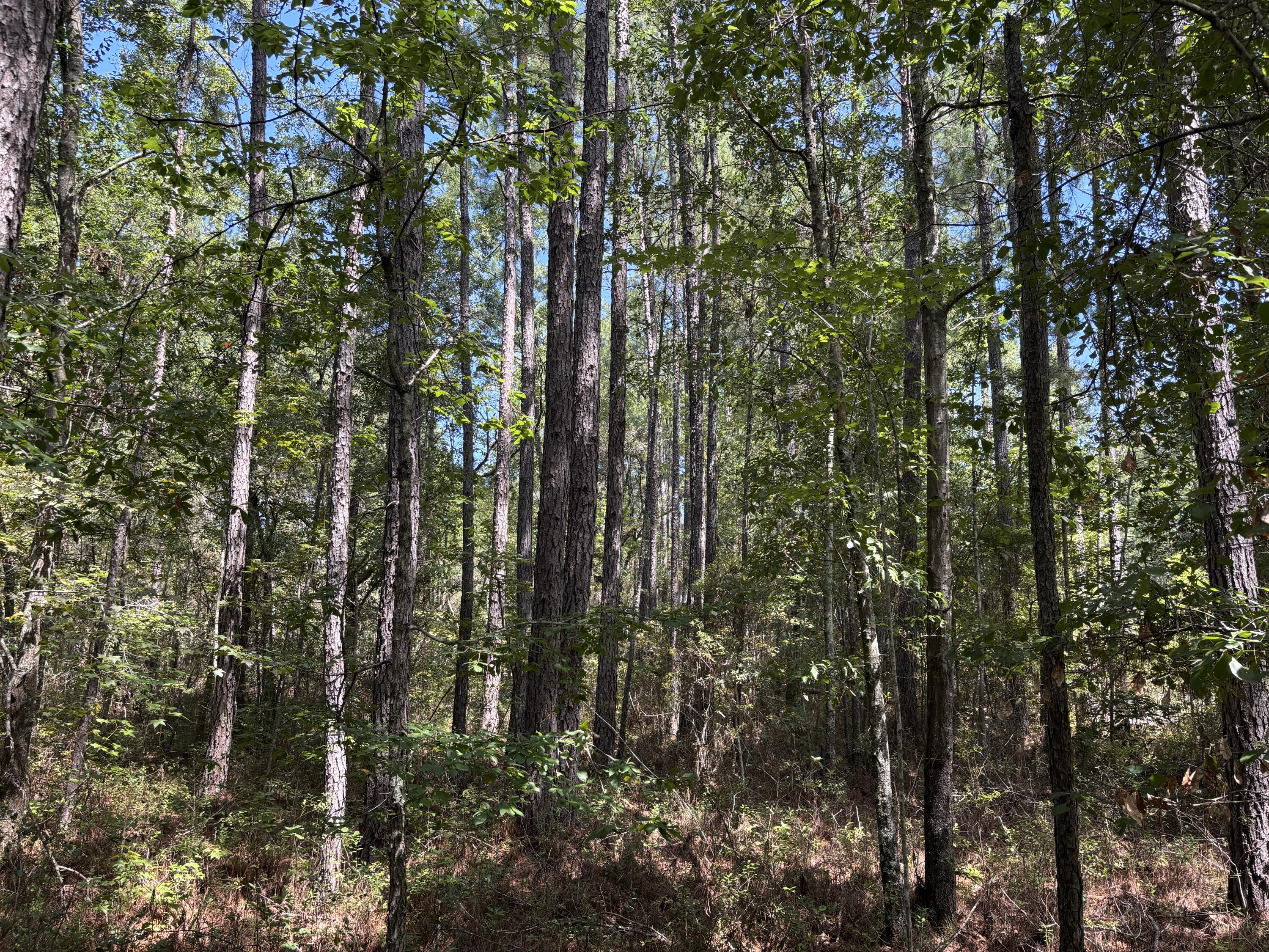 Tbd Red Oak Road Cottageville, SC 29435 - Photo 6 of 6 IMG_0091