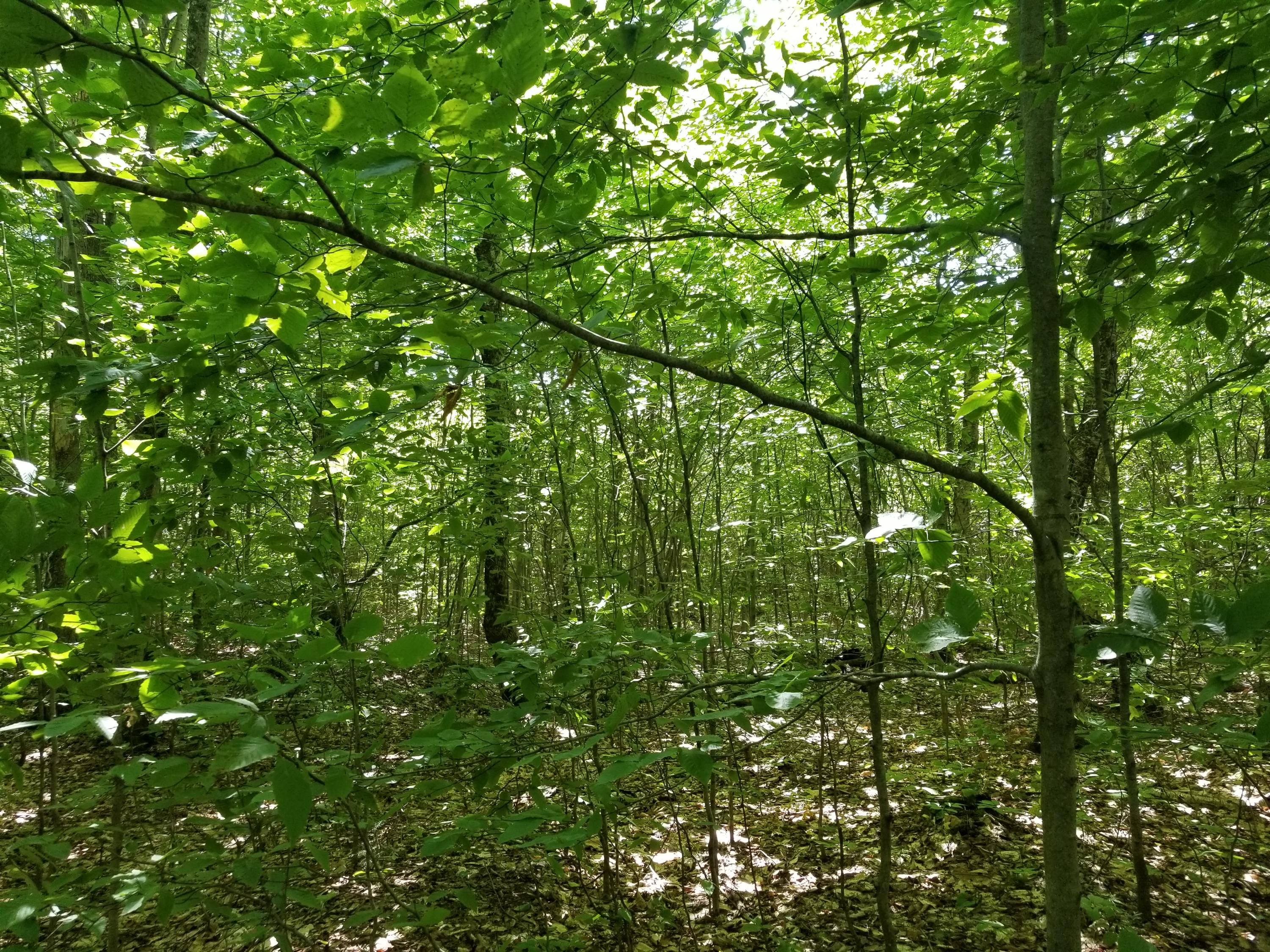 0 Weld Road Phillips, ME 04966 - Photo 10 of 47 20190905_125714