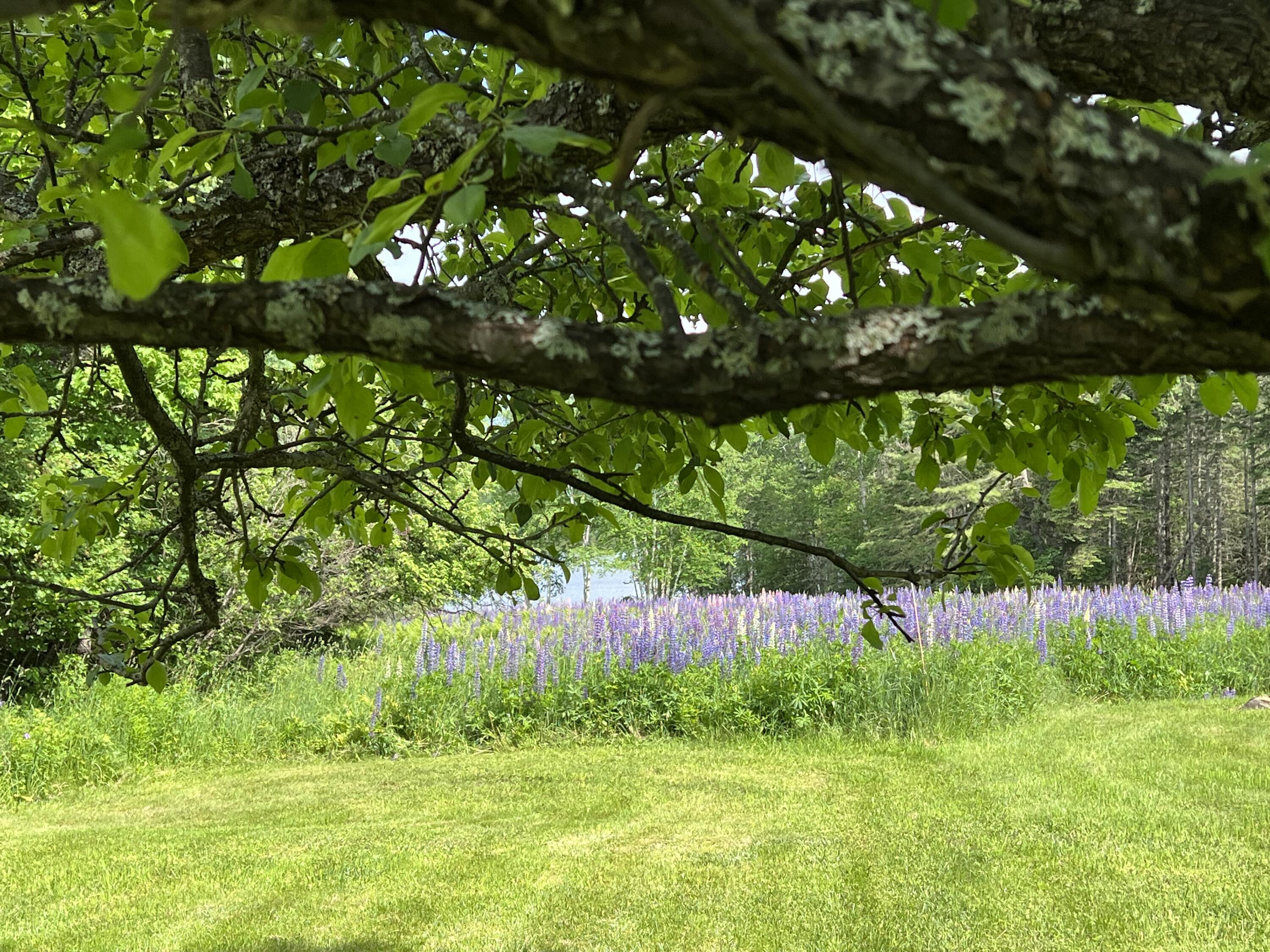 39 Stratton Road Rangeley, ME 04970 - Photo 25 of 28 IMG_1875