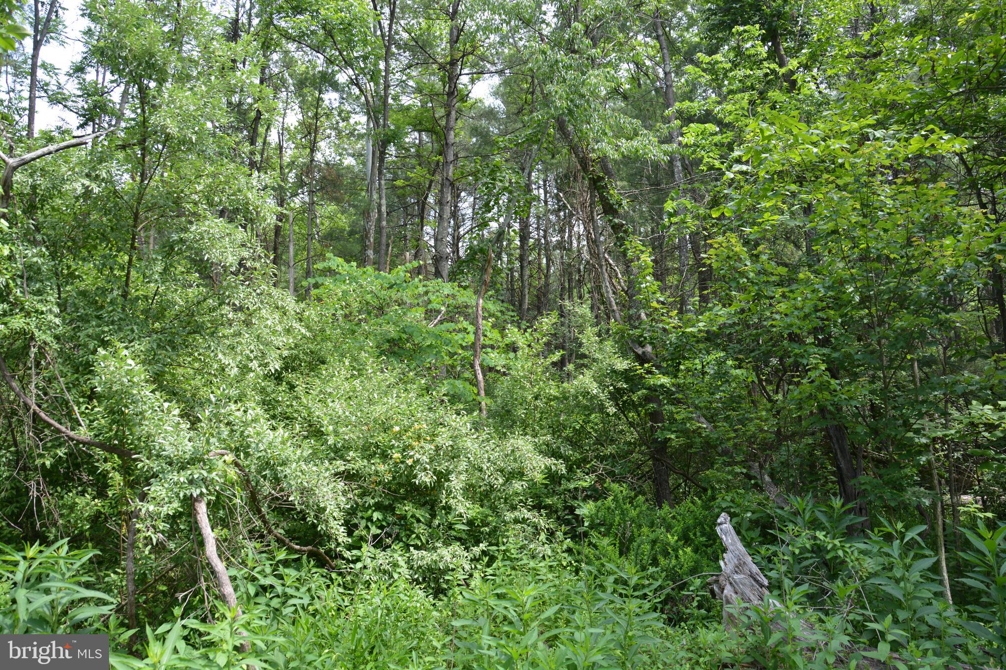 Two Lots On Siler Road Winchester, VA 22603 - Photo 5 of 38 a view of a lush green forest
