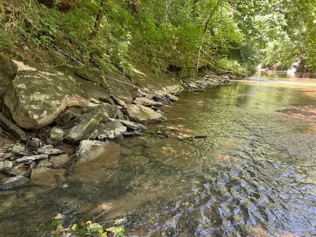 a view of a tree with a tree