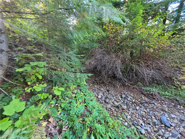 a view of a forest with trees