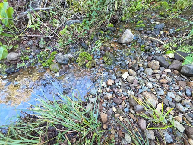 a view of a forest with trees in the background
