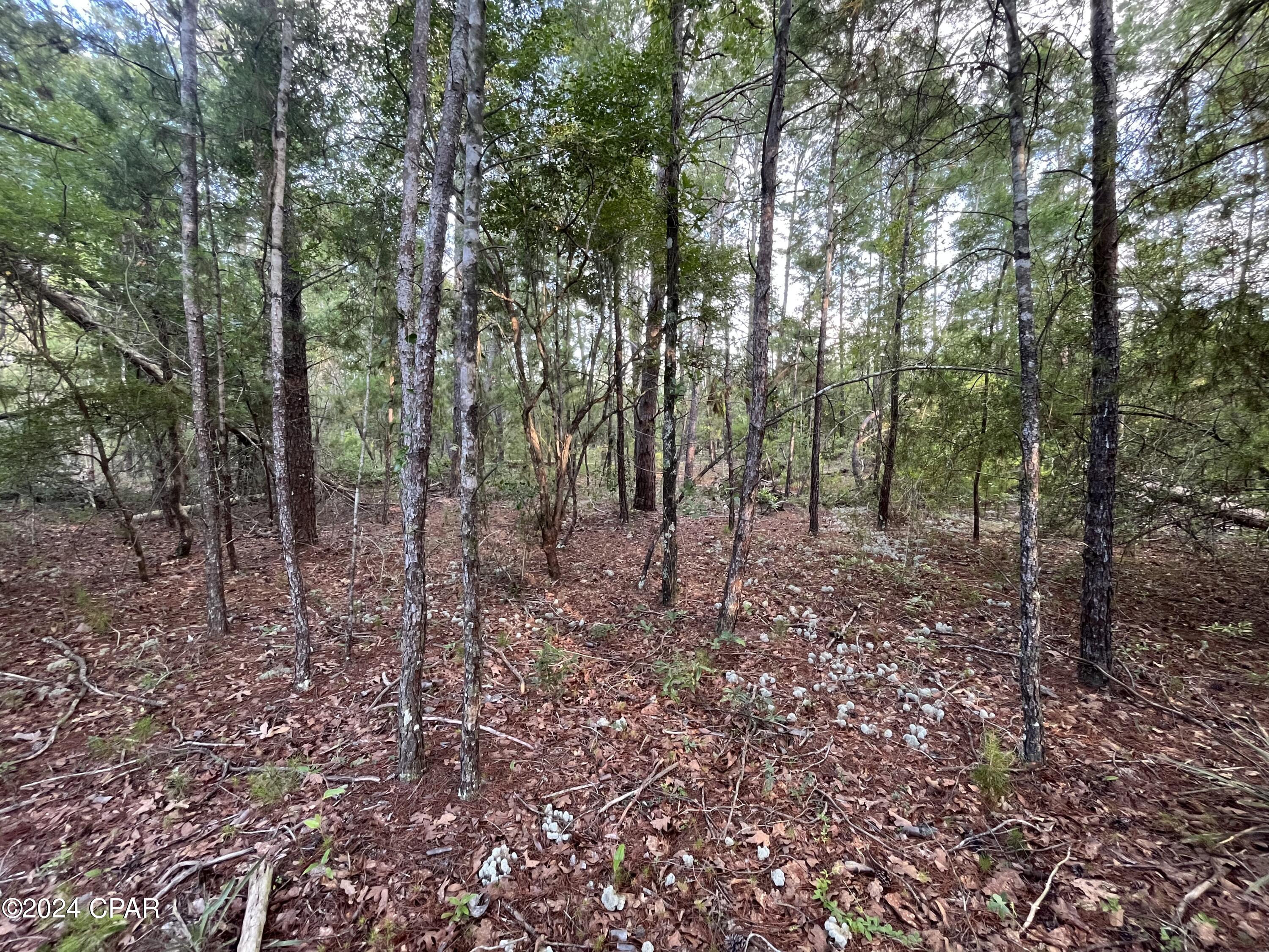 Lot 22 Dumajack Road Chipley, FL 32428 - Photo 3 of 33 Gallery Image 3