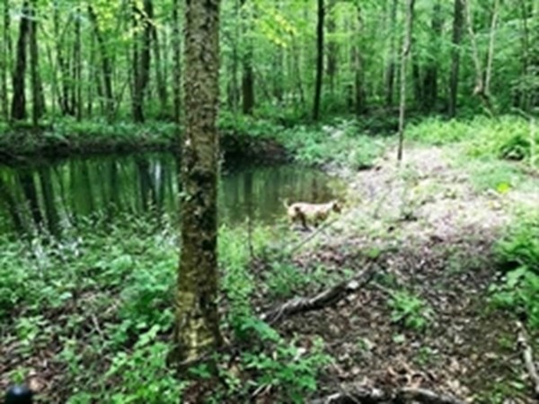 Gallery Image 6