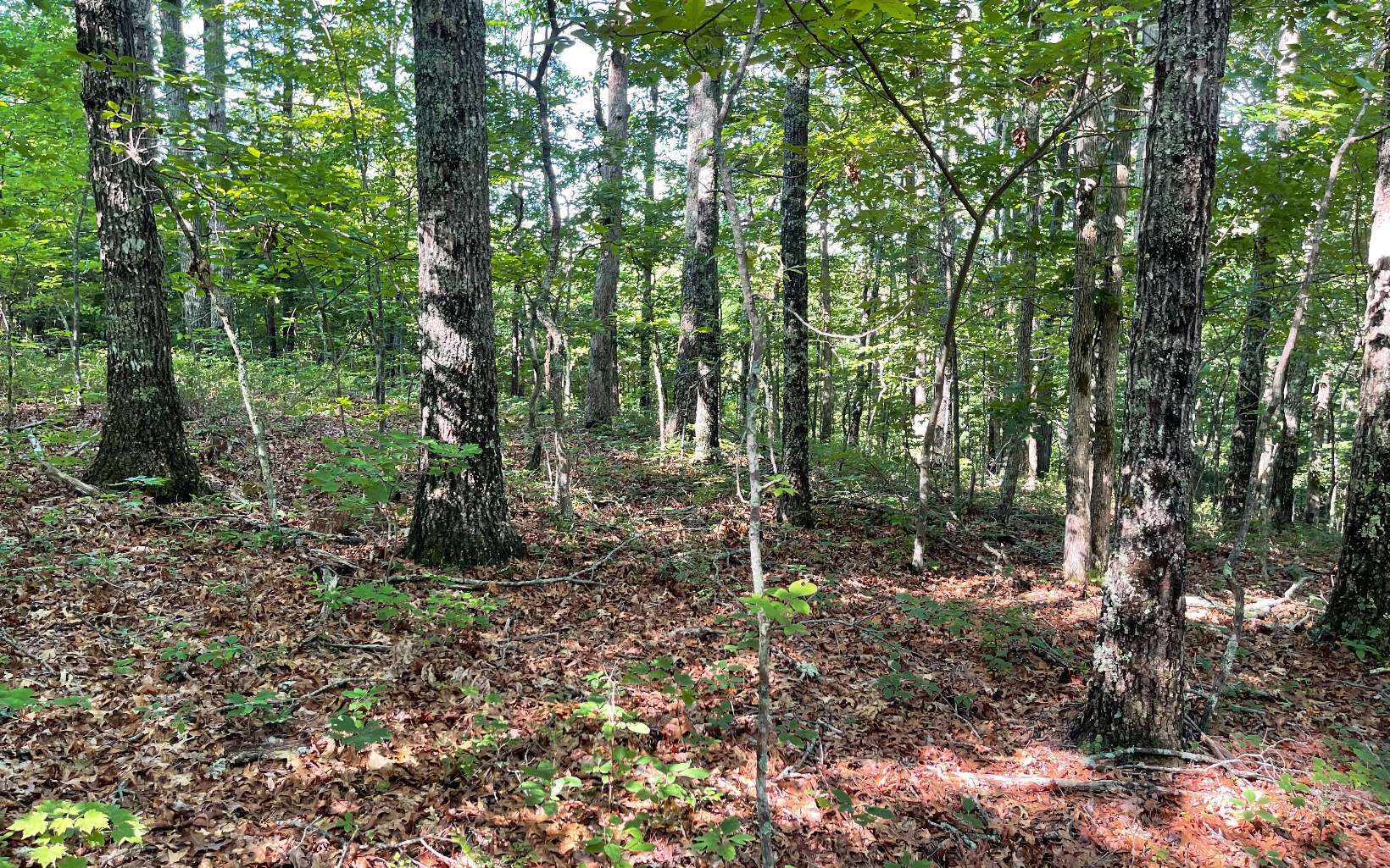 3-ac Mt Carmel Road Morganton, GA 30560 - Photo 1 of 4 Main View