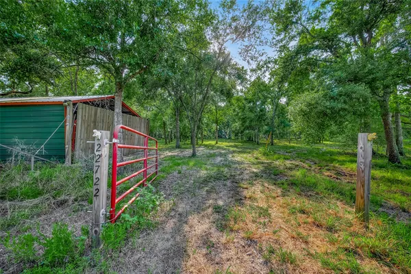a view of a forest that has a tree
