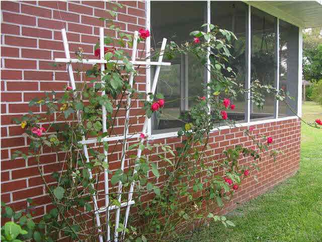 5200 Cerny Road Pensacola, FL 32526 - Photo 18 of 19 Gorgeous rose bush