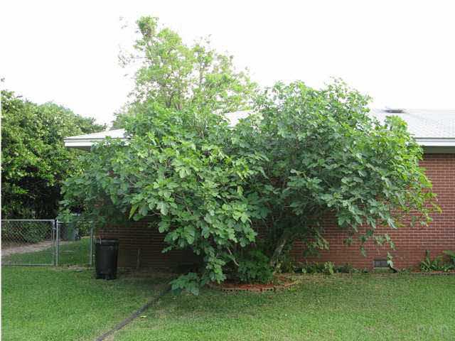 5200 Cerny Road Pensacola, FL 32526 - Photo 19 of 19 Fig tree