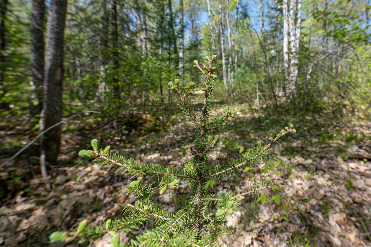 Off Sunset Road Eagle River, WI 54521 - Photo 29 of 33 Gallery Image 29
