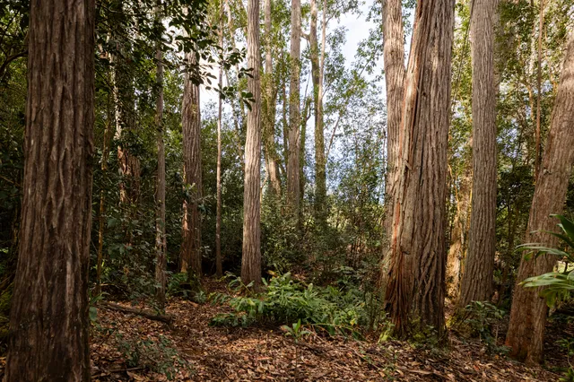 a plant with lots of trees
