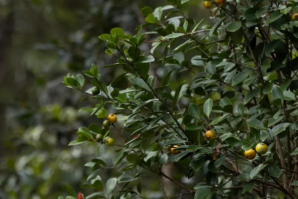 a view of a plants