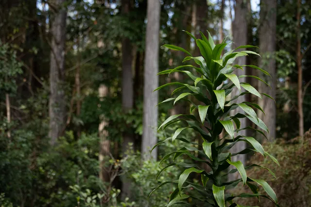 a view of a forest with trees in front of it