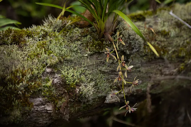 a view of backyard with green space