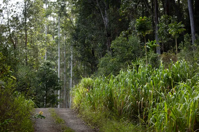 an aerial view of forest