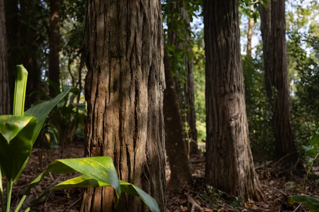 a view of outdoor space and garden