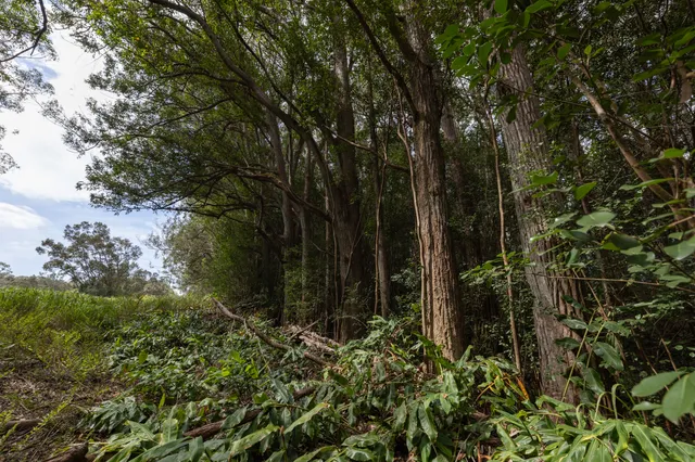 a view of backyard space