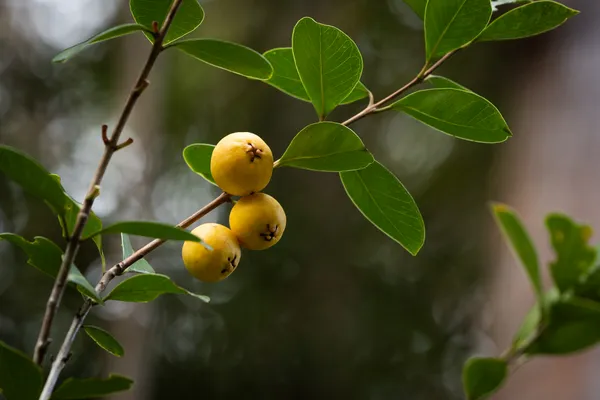 a view of tree