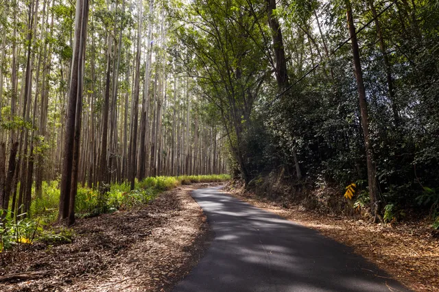 a close up of a plant in a garden