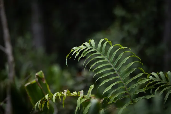 a view of a flower