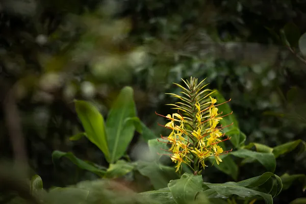 a view of a flower