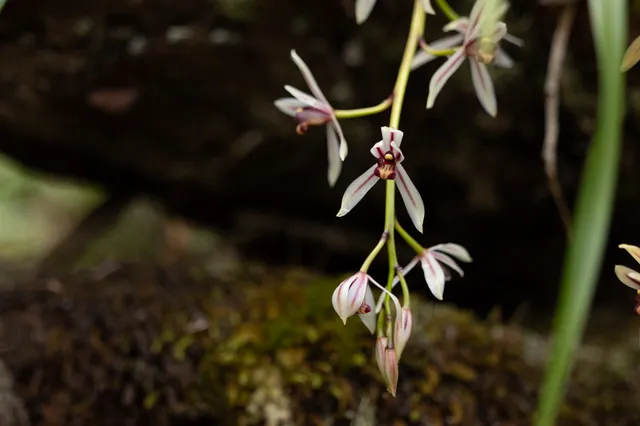 a backyard of a house with lots of green space and lake view