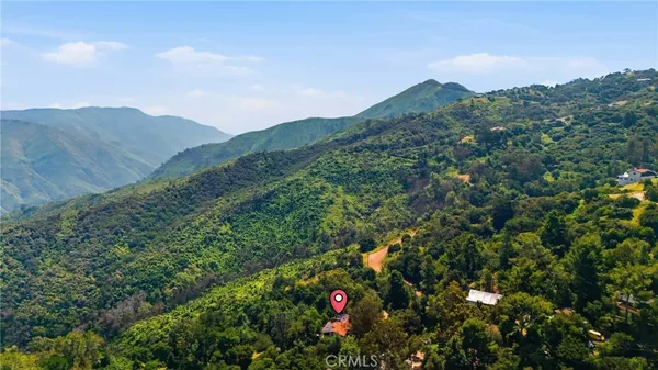 a view of a large tree