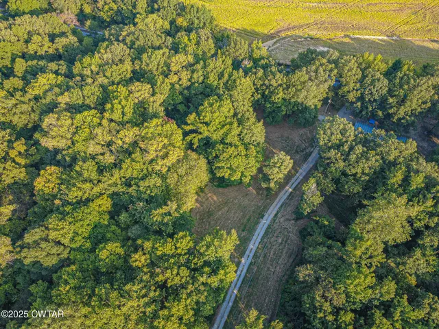a view of a forest with trees in the background