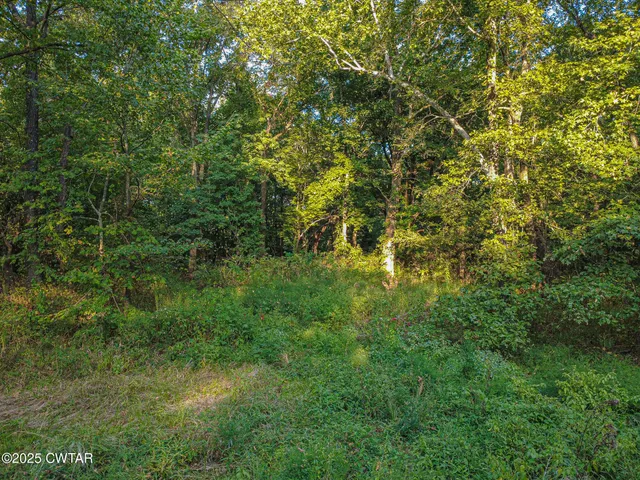 a view of a park with large trees