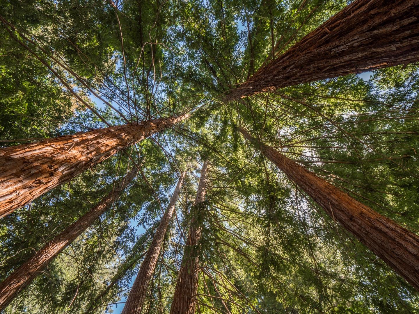 18635 Favre Ridge Road Los Gatos, CA 95033 - Photo 69 of 74