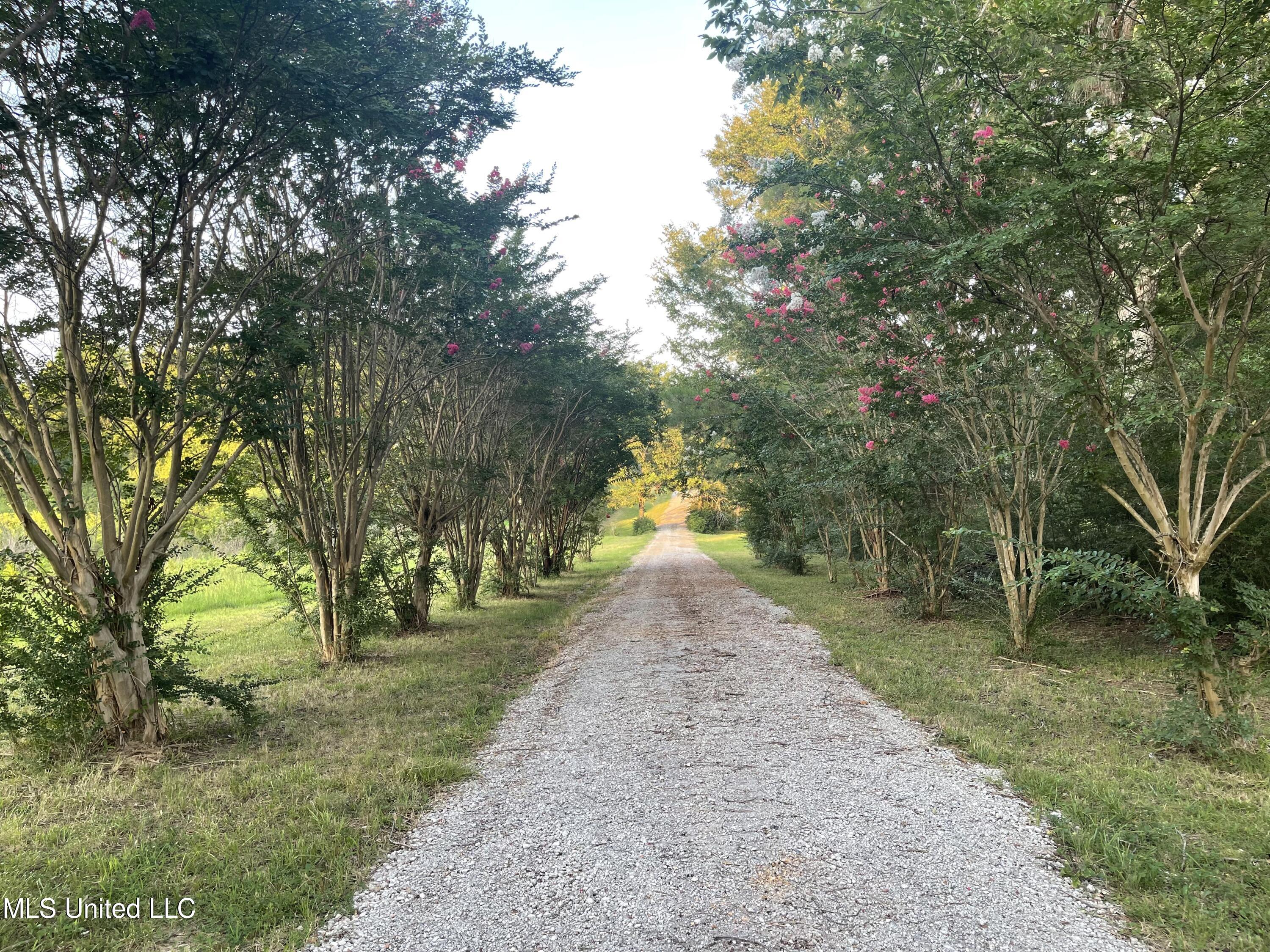 2216 Sycamore Road Coldwater, MS 38618 - Photo 2 of 14 driveway