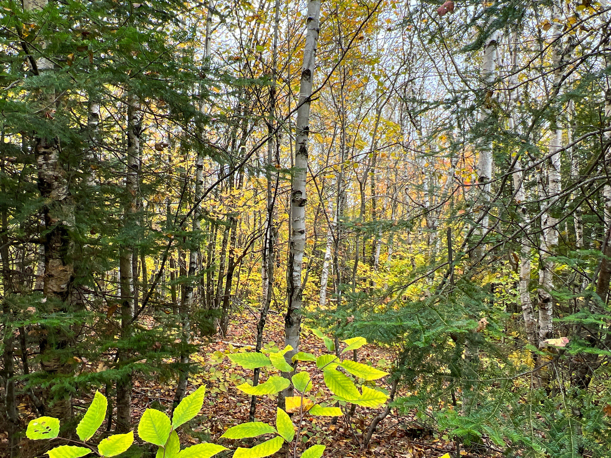 Lot 4 Nelson Road Oakfield, ME 04763 - Photo 9 of 19 Photo Oct 16 2023, 1 35 02 PM