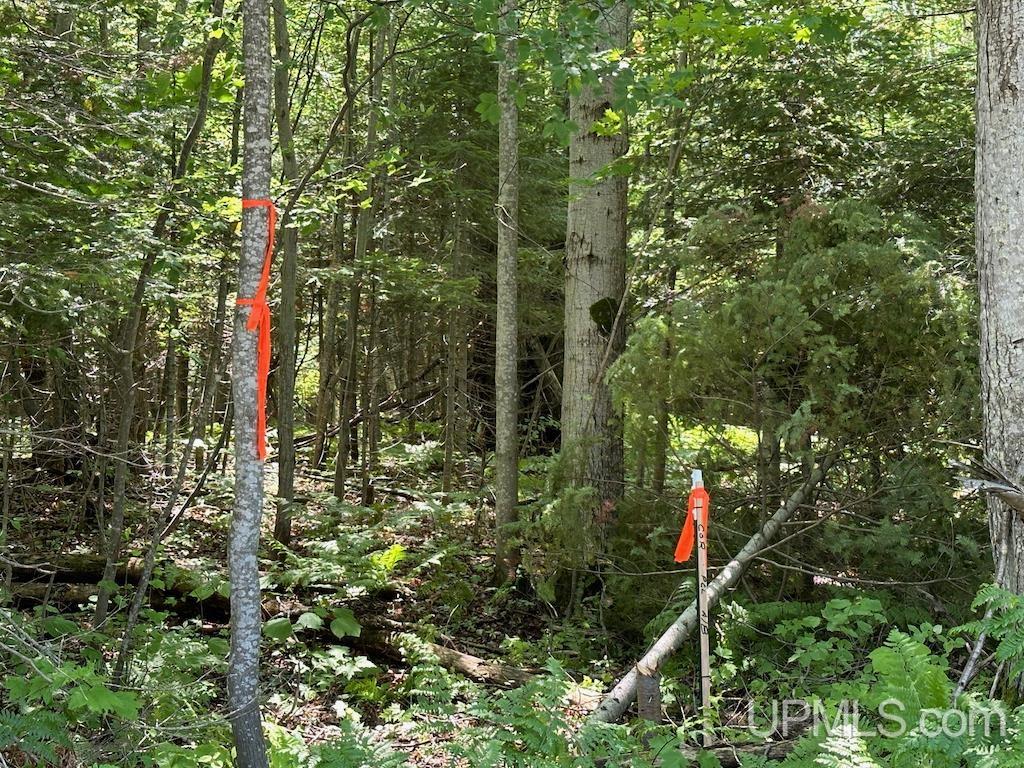 Parcel A Webb Road Grand Marais, MI 49839 - Photo 2 of 29