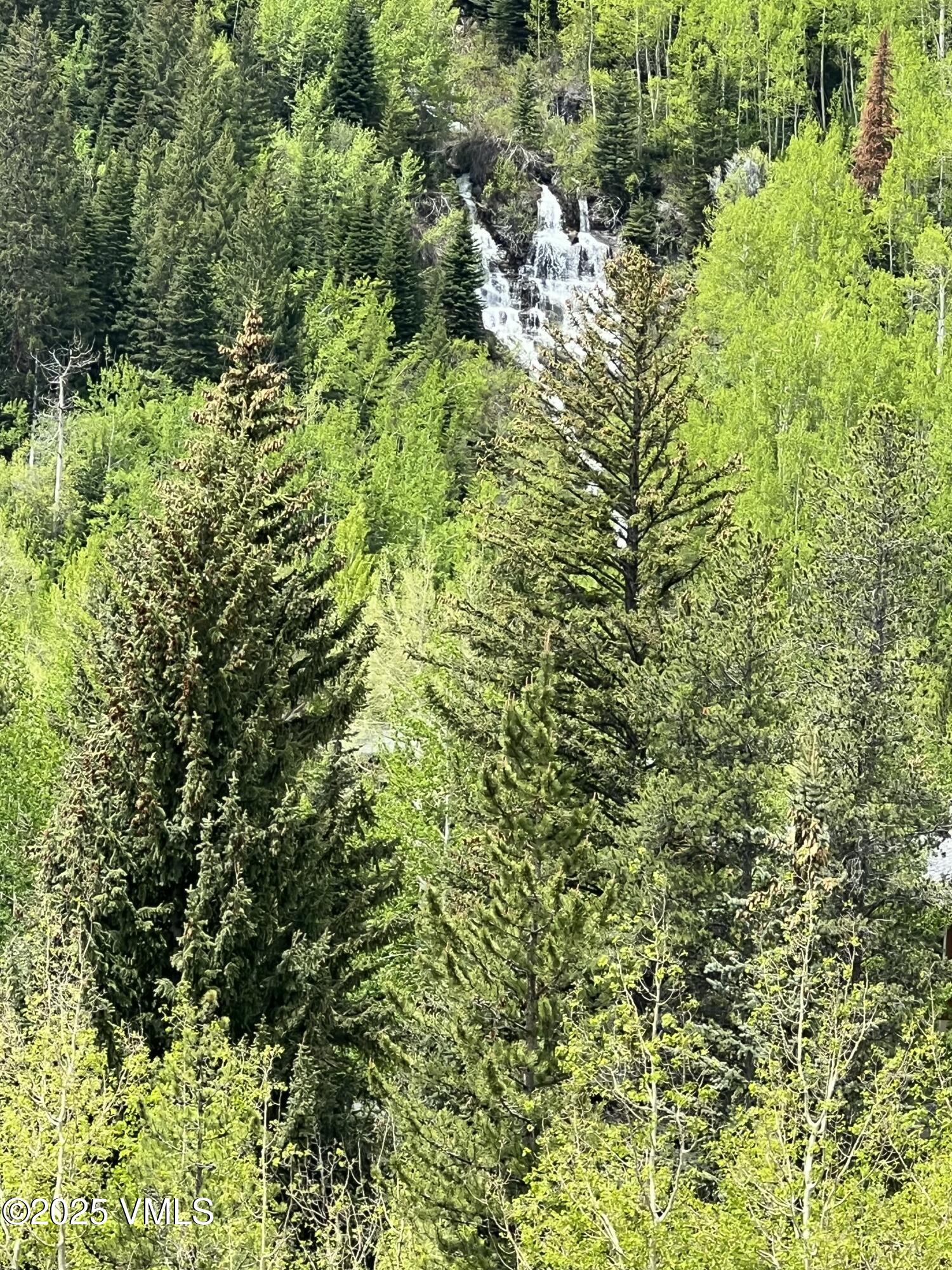4545 Big Horn Road Vail, CO 81657 - Photo 48 of 49 a view of a lush green forest