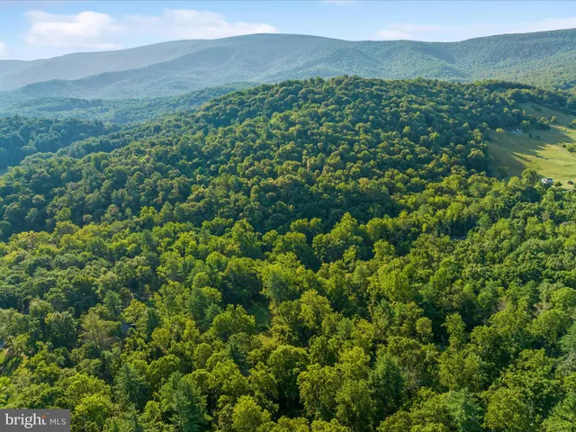 a view of a lush green forest with lush green forest